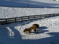 urlaub_am_bauernhof_dolomiten_07.JPG