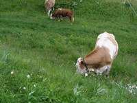 urlaub_am_bauernhof_dolomiten_13.JPG