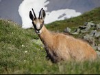12-Gams-TVBOsttirol_1086482-©cNPHT_M_Lackner.jpg