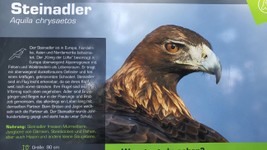 ein-steinadler-wildpark-assling-hautnah-beobachten.jpg
