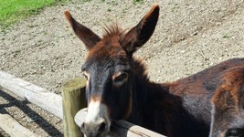 esel-wildpark-assling-hautnah-erleben.jpg