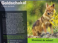 goldschakal-wildpark-assling-hautnah-beobachten.jpg