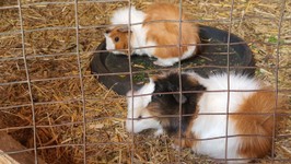 meerschweinchen-wildpark-assling-hautnah-erleben.jpg