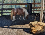 pony-wildpark-assling-hautnah-beobachten.jpg