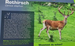 rothirsch-wildpark-assling-hautnah-beobachten.jpg