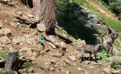 steinboecke-wildpark-assling-hautnah-beobachten.jpg