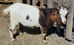 ziege-wildpark-assling-hautnah-erleben.jpg