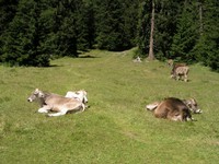 04a-Drei-Zinnen-Urlaub-Sommer-gruenwaldtal.JPG
